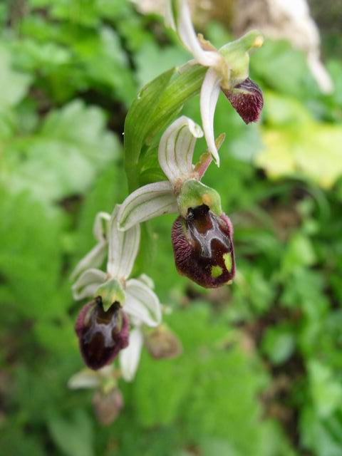 Ophrys exaltata subsp. exaltata